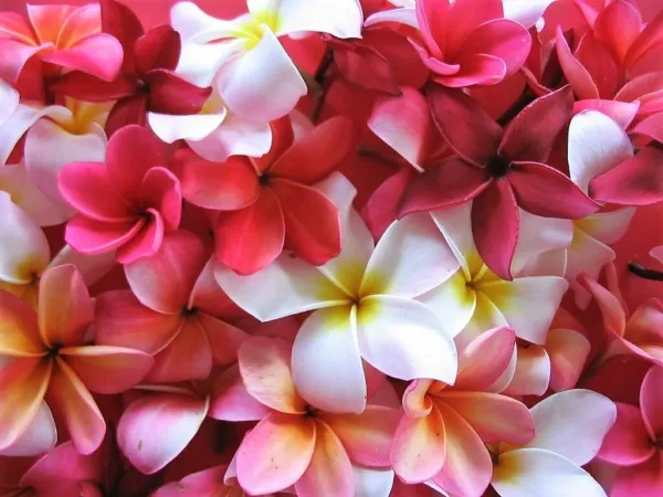 10 Mixed Colors Plumeria Seeds Lei Flower Frangipani Mix Pink Red Yellow... - $14.00