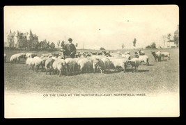 Vintage Postcard UDB On The Links Northfield East Massachusetts Sheep Fa... - £10.26 GBP