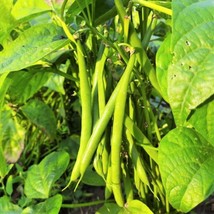 Tenderette Green Bean (Seed) - £4.30 GBP