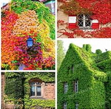 USA SELLER Kasuki 100 Pcs/Bag Mixed Colors Boston Ivy Bonsai Creepers Green Bost - £12.52 GBP