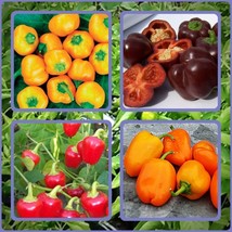 Mini Bell Mix Sweet Bell Pepper Naturally Grown Fresh Gardening - $15.04