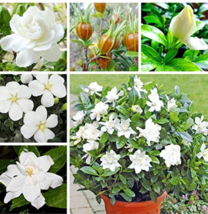 New Fresh 2 Pcs Gardenia Bonsai Cape Jasmine Amazing Smell &amp; Beautiful Flowers R - £8.41 GBP