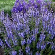 FREE SHIPPING 50 Tidal Pool Salvia Seeds Flower Seed Perennial Hummingbird - £13.57 GBP