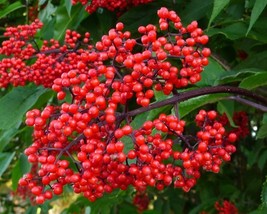 Sambucus Racemosa (European Red Elder) 50 seeds - £1.08 GBP