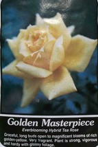 Golden Masterpiece Yellow Rose 3 Gal. Live Bush Plants Shrub Plant Fine Roses - £59.81 GBP