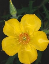 HT 100 Yellow Blazing Star Flower Seeds Evening Star Desert Native Wildf... - $186.58 MXN