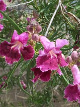 Chilopsis linearis Desert Willow Tree 10 Seeds Drought Tolerant Small Tree - £7.75 GBP
