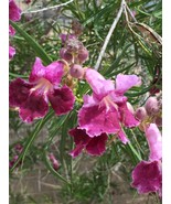 Chilopsis linearis Desert Willow Tree 10 Seeds Drought Tolerant Small Tree - £7.87 GBP
