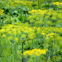 500 Seeds Dill Bouquet Popular Bees Butterflies Birds Cooking Host Plant Grow Ea - £7.07 GBP