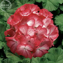 BELLFARM Geranium &#39;Scarlet Star&#39; Perennial Flower Seeds, 10 seeds, scarlet-red f - £3.56 GBP