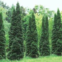 2.5&quot; Pots 40 Thuja Green Giant Arborvitae Trees/Shrubs 12-16&quot; Tall Live Plants - £288.58 GBP