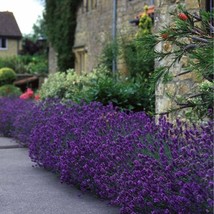 60 Lavender Munstead Angustifolia Aka English Primed Mosquito Flower Gardening U - $12.93