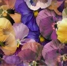 Semilir 245 Seeds Mixed Colors Swiss Giant Pansy Viola Wittrockiana Flower Fast  - £7.23 GBP