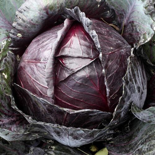 Red Acre Cabbage Seeds 500 Seeds  - $6.00