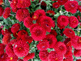 200 Ruby Red Chrysanthemum Mums Flowers Seeds Garden Planting - £10.81 GBP