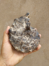 5 INCHES: Nice Mammites Nodosoides Ammonite Fossils from Morocco N17 - €56,30 EUR