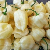 20 White Habanero Pepper Seeds Fresh Gardening - $13.26 CAD