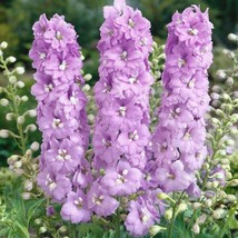 50 Lilac Pink Delphinium Seeds Perennial Flower Garden   - £10.62 GBP