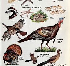 Turkey Quail Grouse Varieties And Types 1966 Color Bird Art Print Nature... - $371.04 MXN