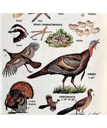 Turkey Quail Grouse Varieties And Types 1966 Color Bird Art Print Nature... - $371.04 MXN