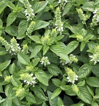 KKG Lime Basil Seeds Americanum Kemangi Maenglak Thai Asian Seed Fresh G... - $7.89
