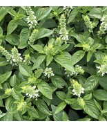 KKG Lime Basil Seeds Americanum Kemangi Maenglak Thai Asian Seed Fresh G... - €6,78 EUR