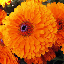 100 Seeds Calendula Officinalis Pacific Beauty Orange Fresh Seeds - £19.38 GBP