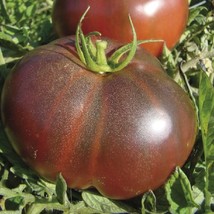 Black Krim Tomato Seeds 50 Ct Vegetable Garden - £4.50 GBP