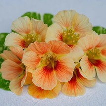 Nasturtium Tip Top Alaska Salmon, 25 Seeds R - £12.92 GBP