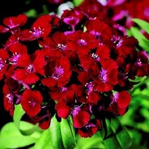 40 Of SWEET WILLIAM DIANTHUS BARBARINI RED - PERENNIAL FLOWER SEEDS - - £7.96 GBP
