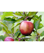 25+ Wisley Crab Crabapple Seeds – Gorgeous Ornamental Garden Trees - $23.13 CAD