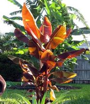 1 Pcs Musa Siam Ruby Live Banana Plant Live Plant Rooted Plant - £31.35 GBP