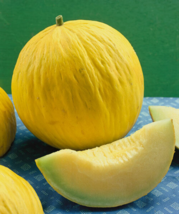 EASY TO GROW SEED - 25 Seeds Casaba Melon - £3.18 GBP