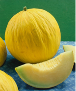 EASY TO GROW SEED - 25 Seeds Casaba Melon - £3.17 GBP