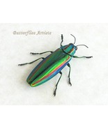 Japanese Jewel Chrysochroa Fulgidissima Real Beetle Framed Entomology Sh... - $97.80 CAD