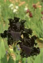 All Night Long Black Bearded Iris Rhizome, Black Flowering Perennial Iris Root - £22.37 GBP