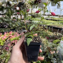 LIVE PLANT! FUCHSIA ‘WINDCHIMES BASKET RED/WHITE’! - $32.14