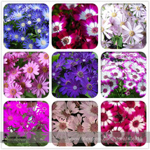 PWO Fresh Mixed 9 Colors Florist&#39;S Cineraria Seeds 50+ Blue Red Pink Purple Whit - $3.20