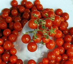 30 Pcs Red Currant Tomato Seeds #MNHG - £9.83 GBP