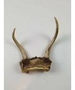 Two Antler Rack Attached to Skull Deer Dog Chew Durable Strong Chewers  - $25.76 CAD
