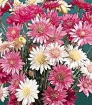 USA Immortelle Immortal Mix Xeranthemum Paper Daisy Everlasting Flower 300 Seeds - £8.59 GBP