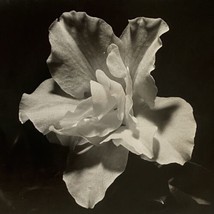 c1970 Original Lily Flower Black White Photograph Steven Willhite Glen Ellen IL - £12.02 GBP