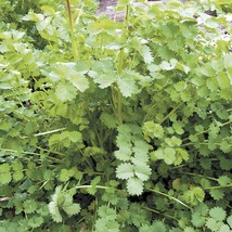 New Fresh USA Seller 200 Herb Salad Burnet Seeds - £9.93 GBP