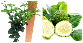 USA Seller - Kaffir Lime Tree - Fruit Bearing Size - 5&quot; Pot - £82.55 GBP