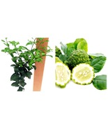 USA Seller - Kaffir Lime Tree - Fruit Bearing Size - 5&quot; Pot - £82.07 GBP