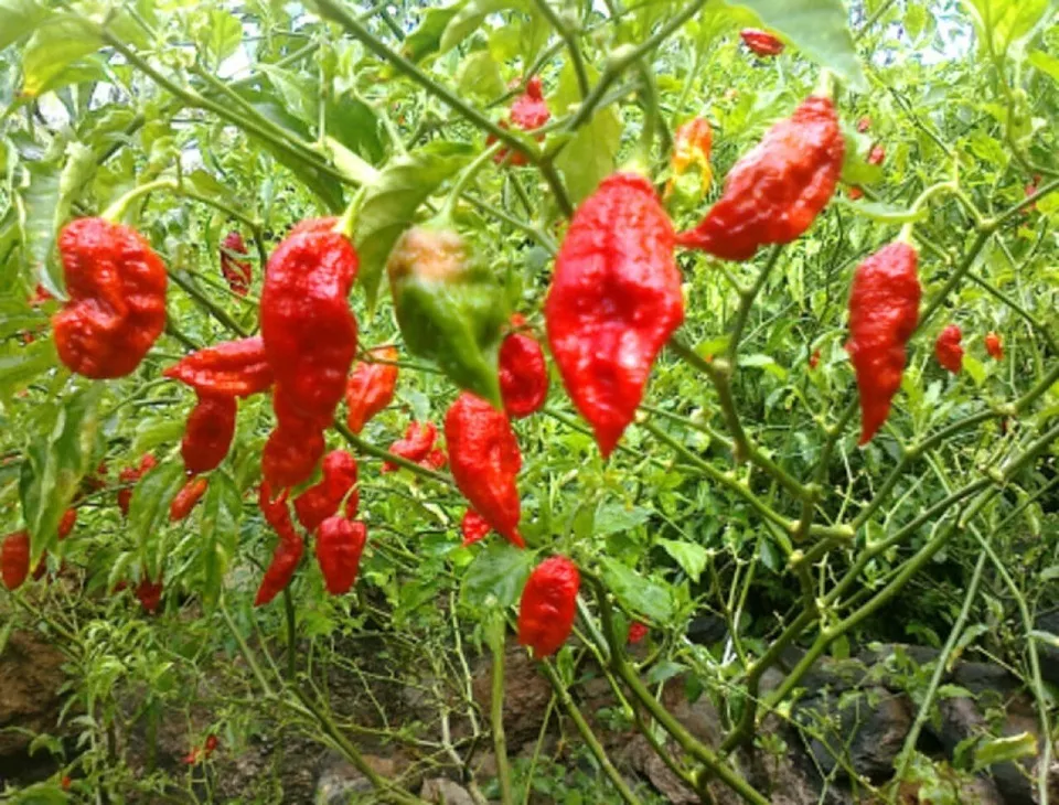 FARM 20 Ghost Pepper Bhut Jolokia Seeds Bulk Seeds - $9.25