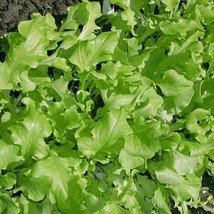 SRN Green Salad Bowl Leaf Lettuce Seeds Non-Gmo Cutting Variety Garden - $9.25