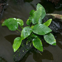 SEPTH *Buy 2 Get 1 Free* Anubias Barteri Easy Live Aquarium Plants Betta Fish Pl - $13.32