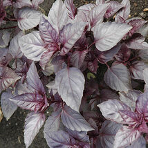 Fresh 500 Dark Opal Basil Seeds  - $109.67 MXN