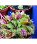 300 Pieces Potted Fly Trap Seed Dionaea Muscipula Giant Clip Venus Mostr... - $9.72